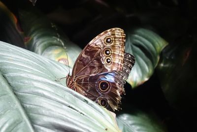 Close-up of butterfly perching on leaf