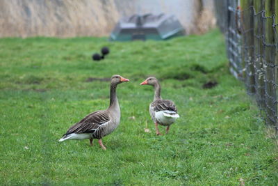 Ducks on a field