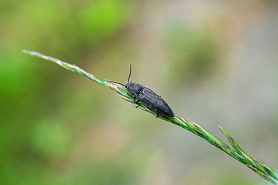 Close-up of insect on twig