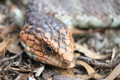 Close-up of lizard on rock