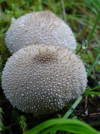 Close-up of flowers growing in park
