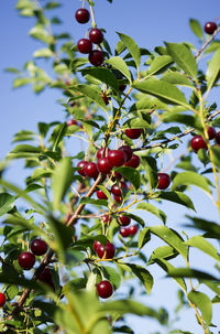 Close-up of berries on tree