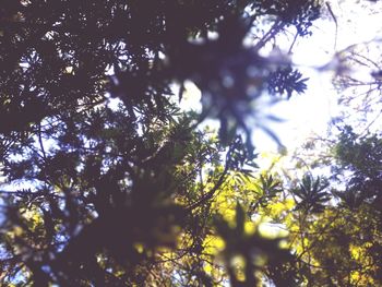 Low angle view of tree against sky