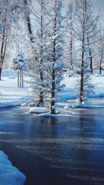 Snow covered land and trees in forest