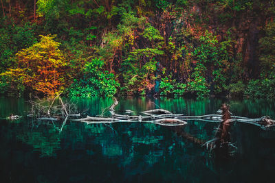 Scenic view of lake in forest