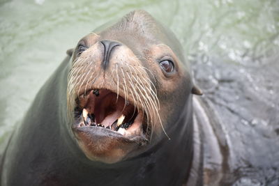 Close-up portrait of sealion