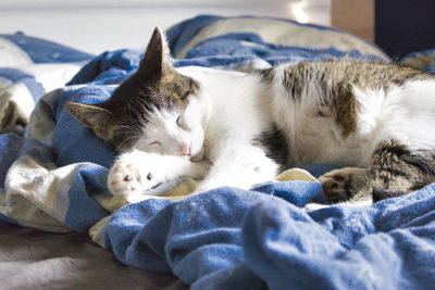 Cat sleeping on bed at home