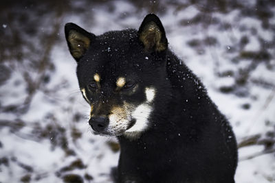 Close-up of black dog during winter