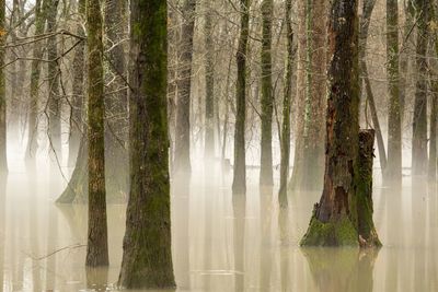 Sunlight streaming through trees in forest