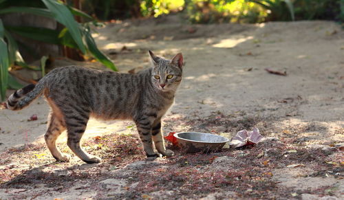 Cat looking away on field