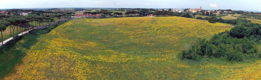 High angle view of trees growing on field