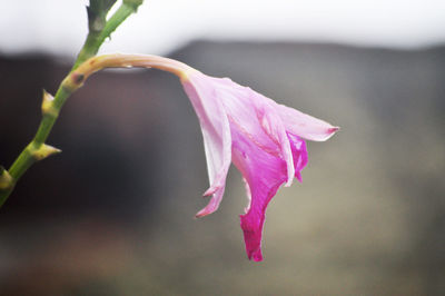 Close-up of pink rose flower