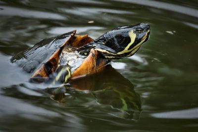 Side view of turtle swimming in lake