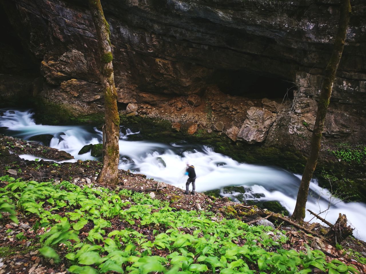 water, rock, nature, plant, rock - object, solid, day, animals in the wild, no people, land, beauty in nature, vertebrate, growth, tree, scenics - nature, animal wildlife, animal, animal themes, bird, outdoors, flowing water