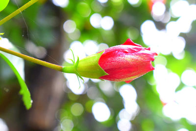 Close-up of red rose flower