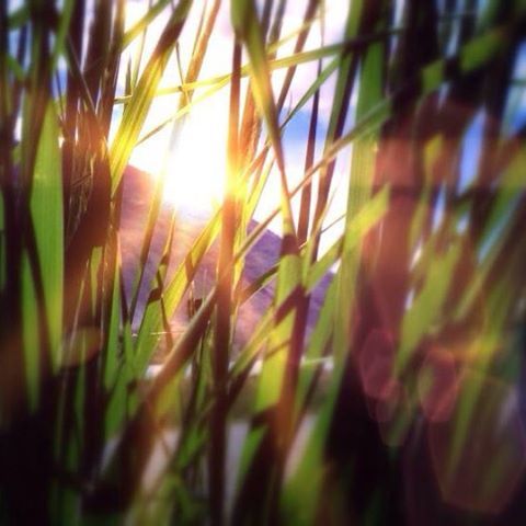 growth, plant, close-up, focus on foreground, nature, sunlight, selective focus, leaf, beauty in nature, sun, tranquility, sunset, stem, growing, lens flare, green color, outdoors, no people, day, field