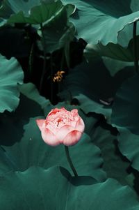 Close-up of pink rose lotus