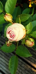 Close-up of rose plant