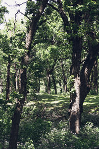 Trees growing on field