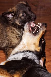 Close-up of dog lying down