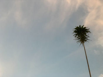 Low angle view of coconut palm tree against sky