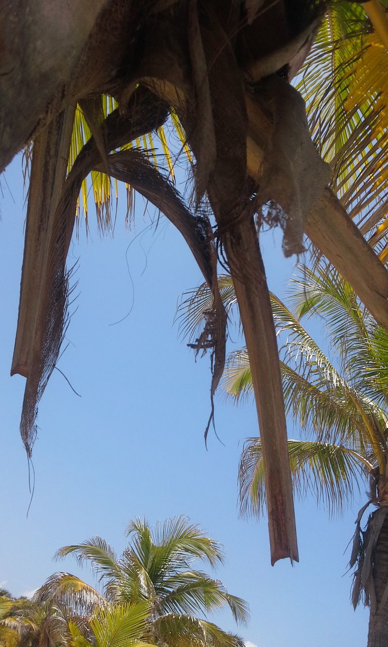 LOW ANGLE VIEW OF PALM TREE