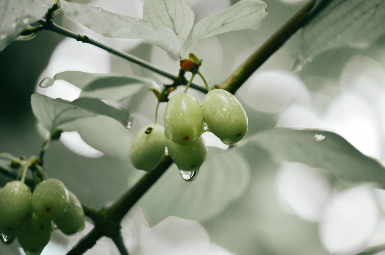 CLOSE-UP OF WATER DROPS ON FRUIT