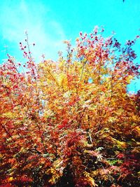 Low angle view of trees during autumn
