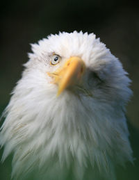 Close-up of eagle looking at camera