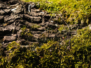 Full frame shot of plants