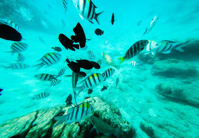 Fish swimming in sea