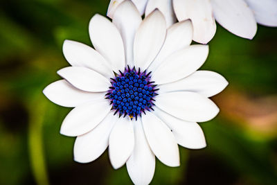 Close-up of white flower blooming outdoors