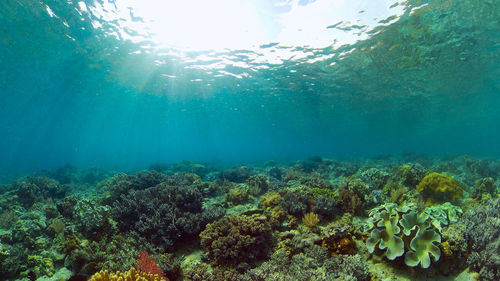 View of fish underwater