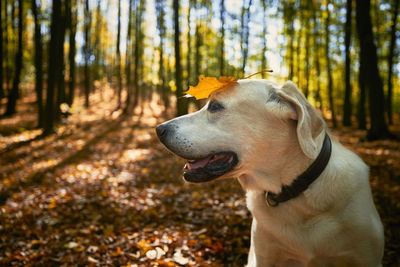 Happy dog in autumn forest. old labrador retriever wit yellow leaf on head.