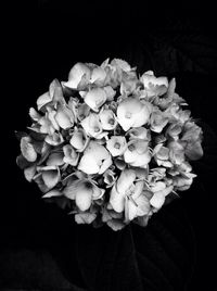 Close-up of flower over black background