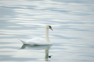 View of swan swimming in lake