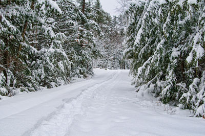 Road passing through winter forest