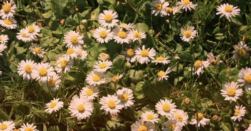 High angle view of flowering plants on field