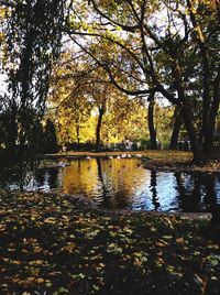 Reflection of trees in lake