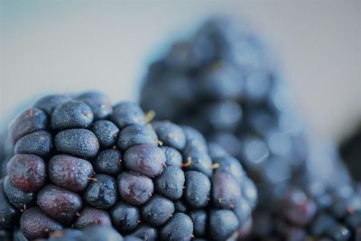 Close-up of berries