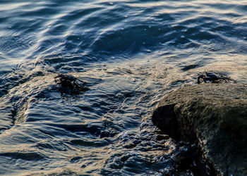 High angle view of insect flying over water