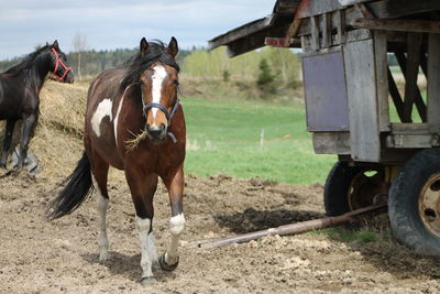 Close-up of horse