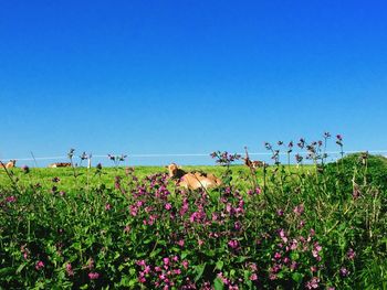 Flowers growing in field against clear blue sky