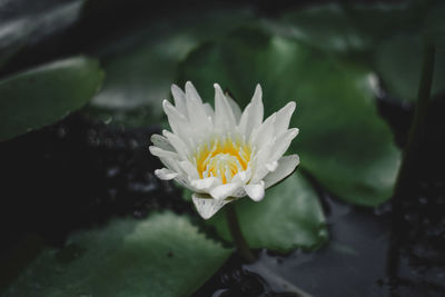 Close-up of white water lily in pond
