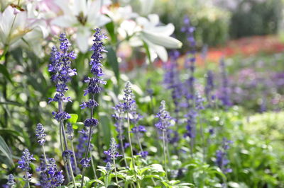 Close-up of purple flowering plants on field