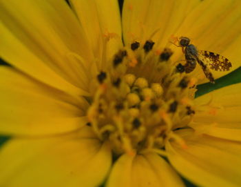 Full frame shot of yellow day