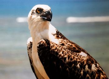 Close-up portrait of eagle