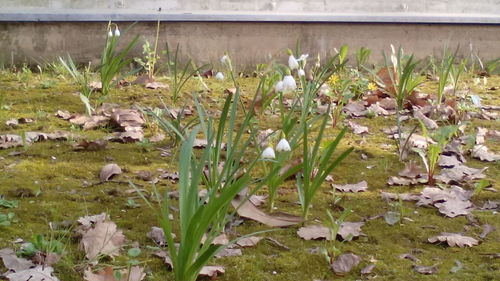 Close-up of flowers growing in field