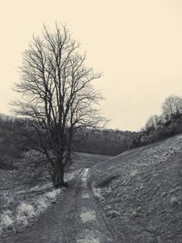 Bare trees on landscape against clear sky