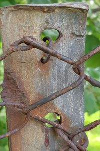 Close-up of plant growing on tree